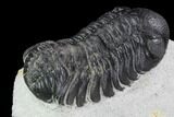 Bargain, Austerops Trilobite - Beautiful Eye Detail #92179-3